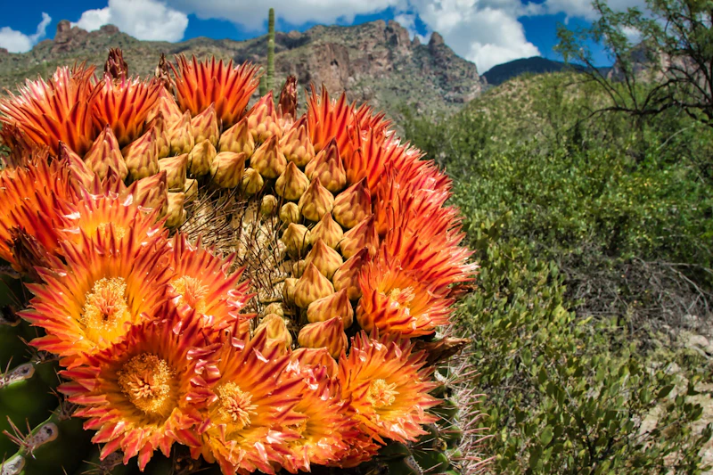 Barrel Cactus in full bloom.