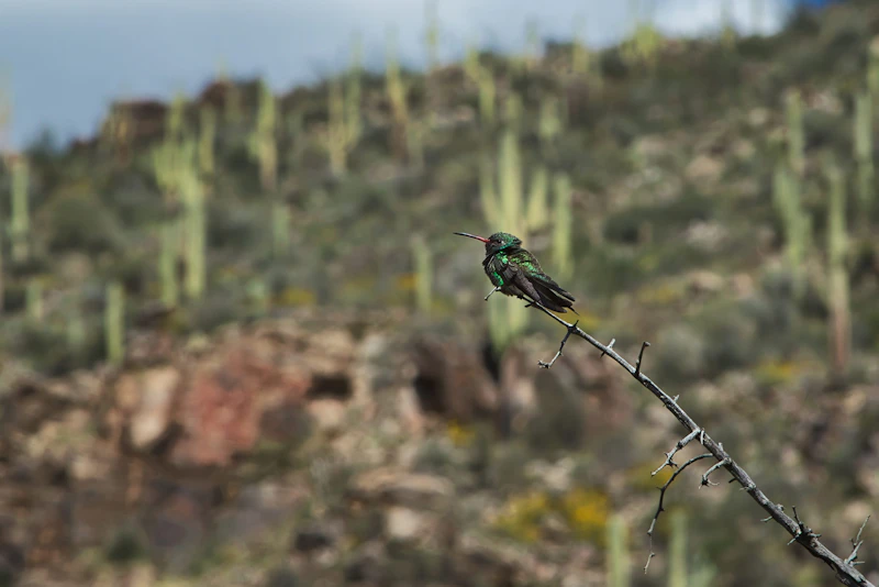 A broad-billed hummingbird taking a break on a chilly day.