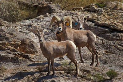 Desert bighorn sheep.