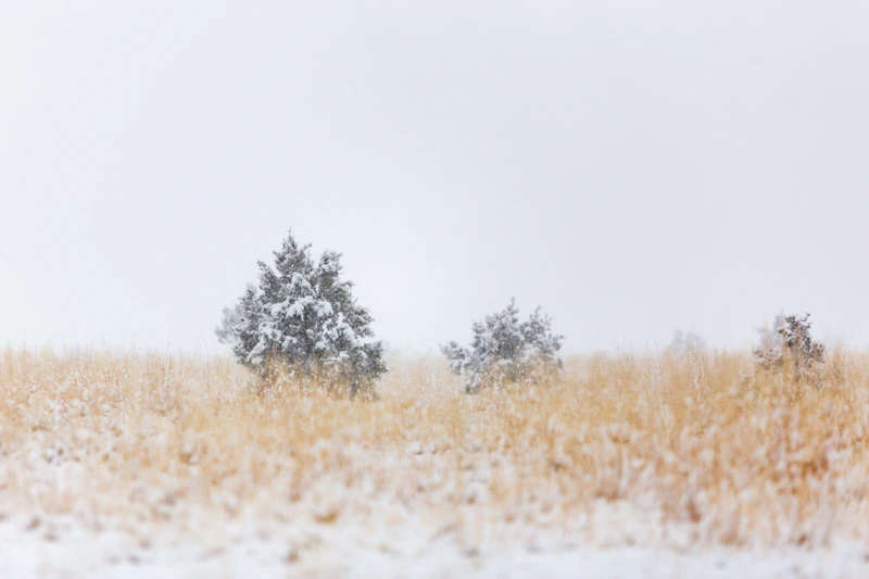 Snow in Southern Arizona.