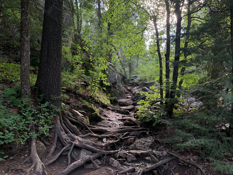 Marshall Gulch Trail at Mount Lemmon in Coronado National Forest, Arizona.