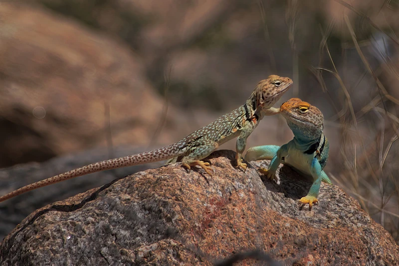 A Collared Lizard Couple in Finger Rock Canyon.