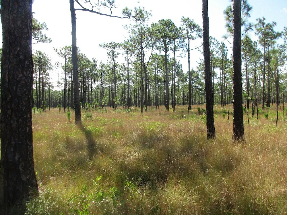 Croatan Longleaf stand North Carolina