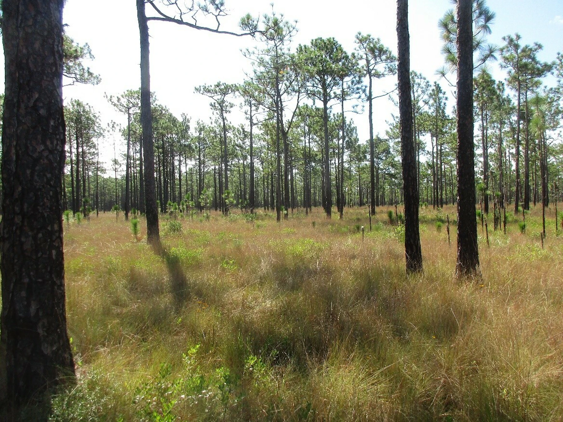 Croatan Longleaf stand North Carolina