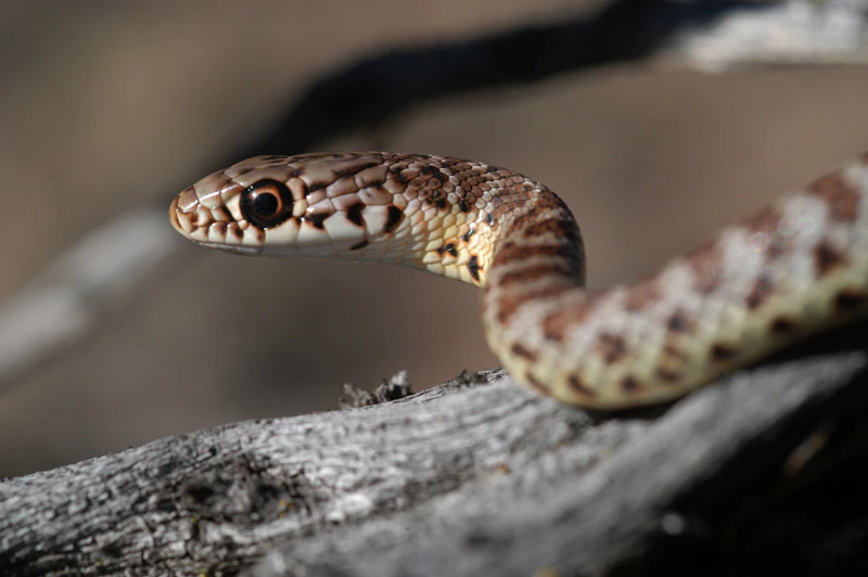 Snake.