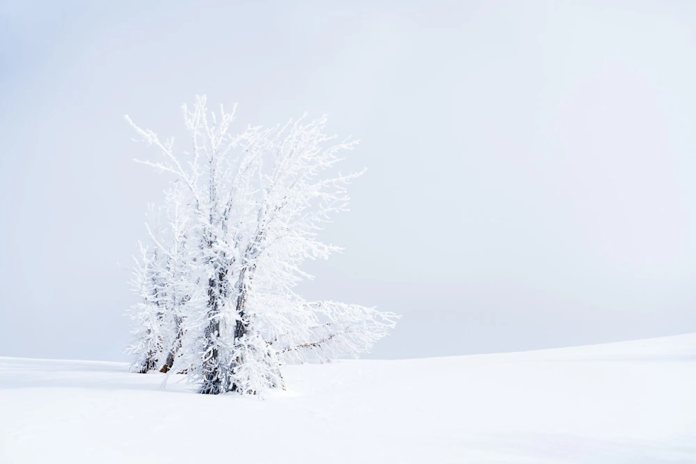 frost covered tree in snow winter