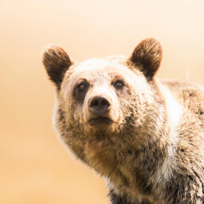 Grizzly bear.