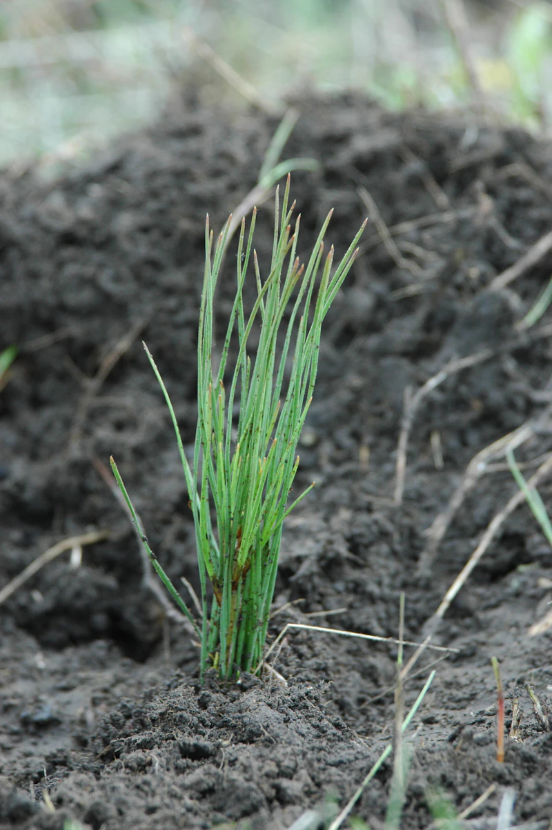 Custer-NF-Planting-5 08-036