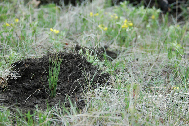 Custer-NF-Planting-5 08-037
