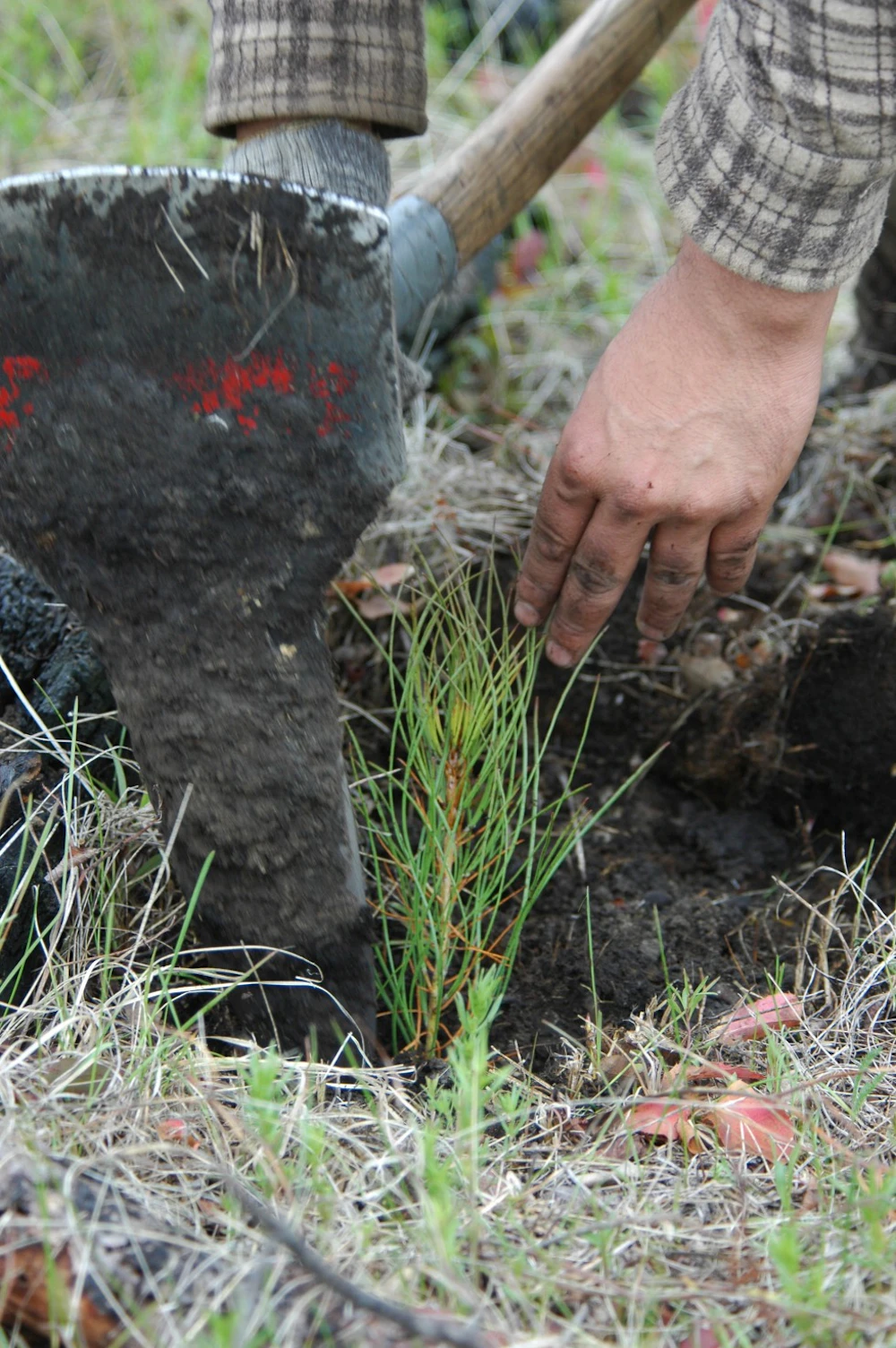 Custer-NF-Planting-5 08-050