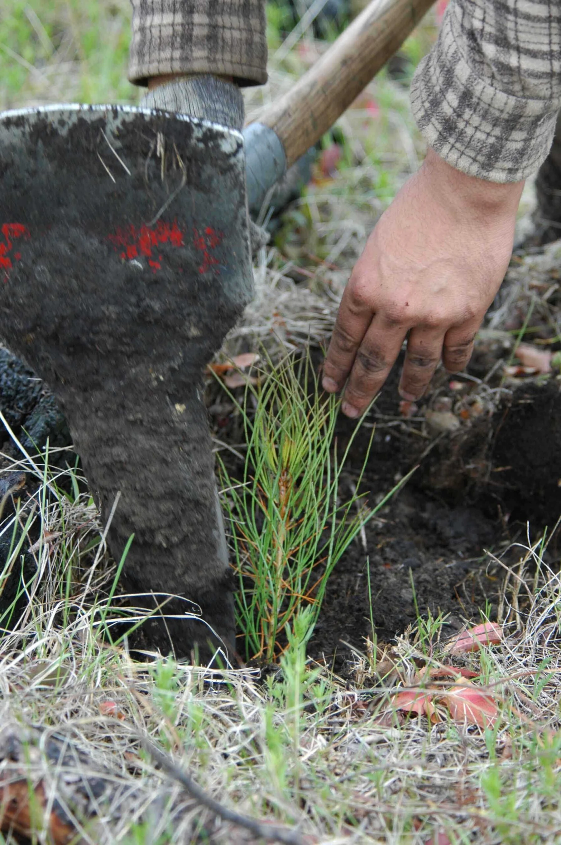 Custer-NF-Planting-5 08-050 small