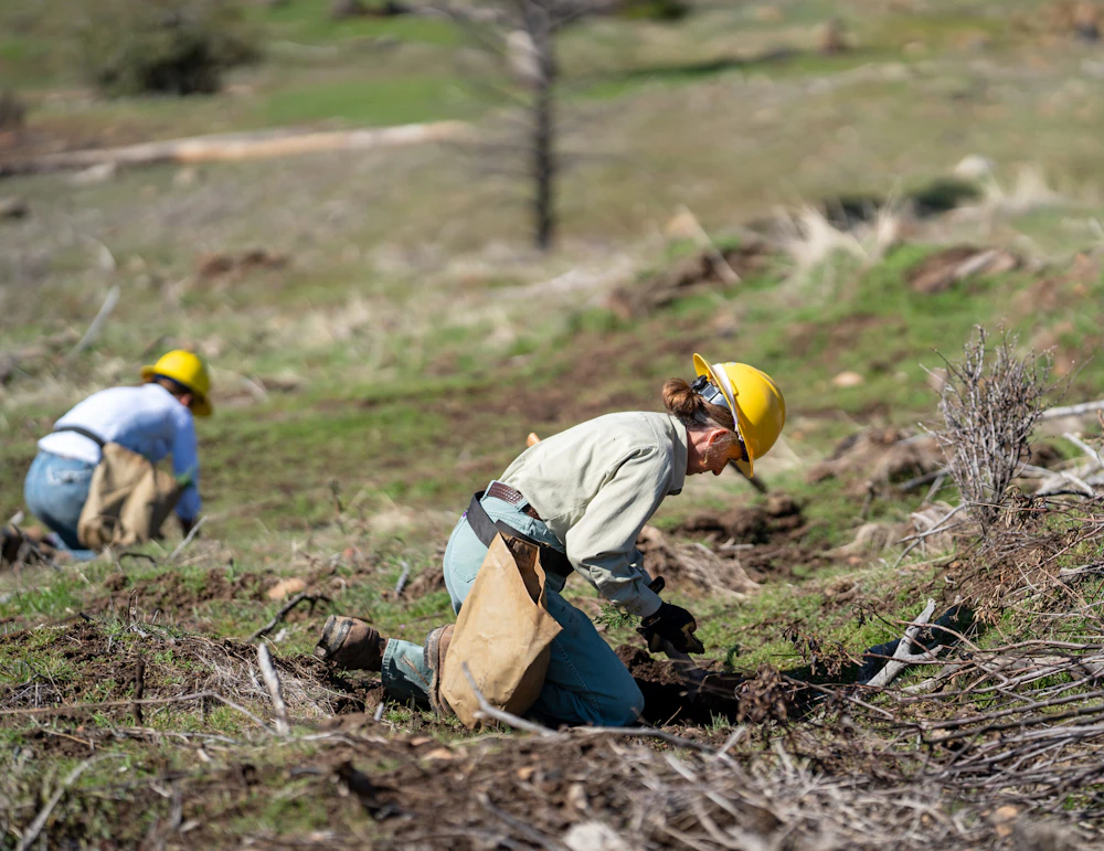 Tree planters kneel, placing seedlings in the ground.