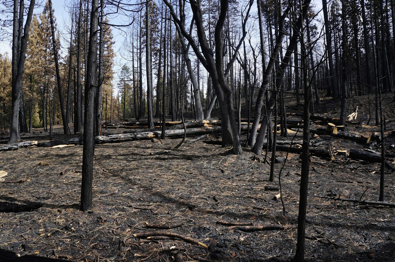 Eight Important Facts You Should Know About Post-Fire Restoration ...