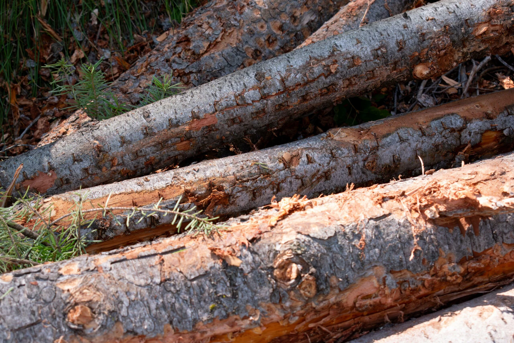 Small diameter logos that have been removed from a dense forest.