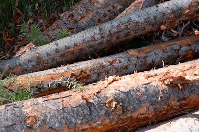 Small diameter logos that have been removed from a dense forest.