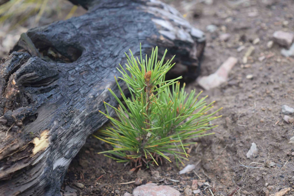 DSC 0629