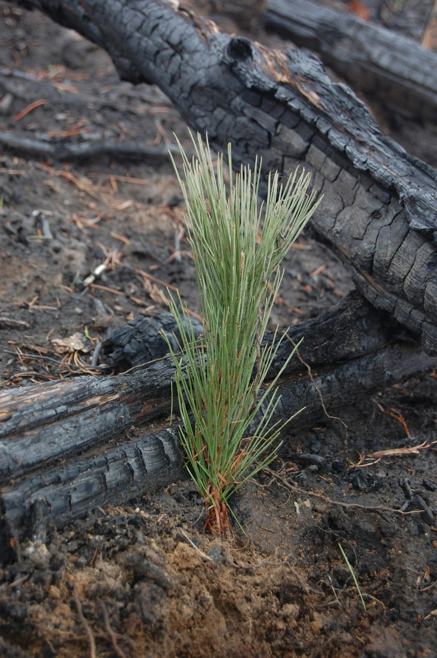 Blount and NFF Partner for Tree-planting — National Forest Foundation