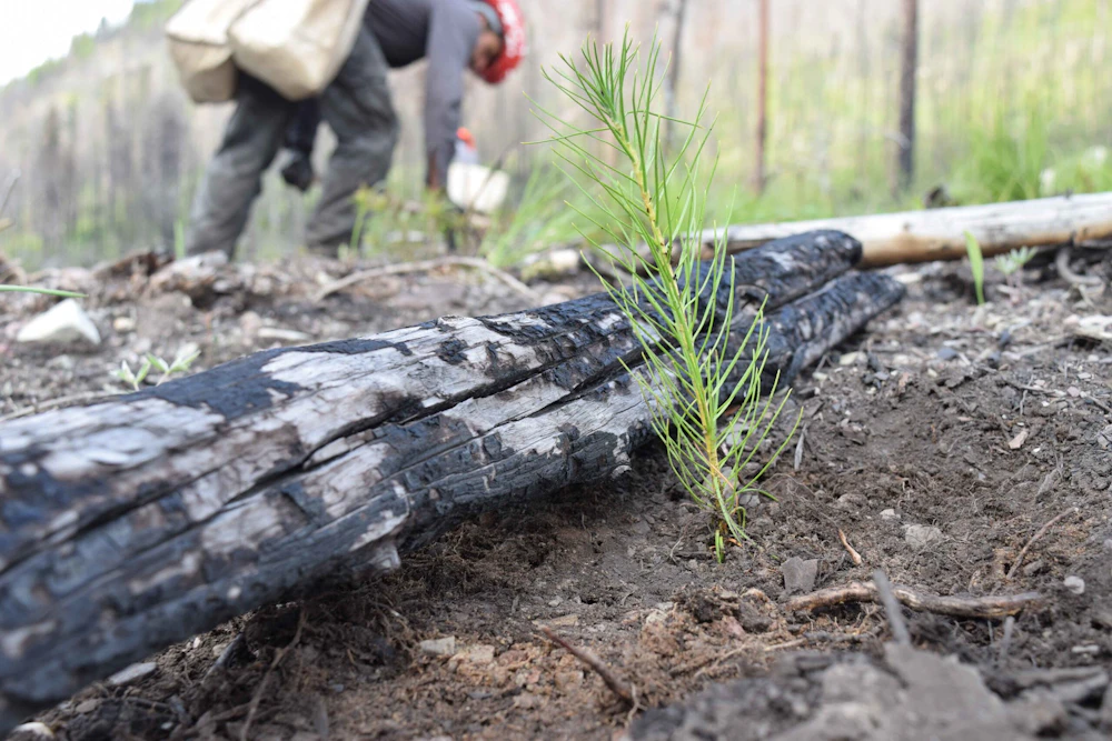 30 Things You Should Know About Tree Planting  National Forest Foundation