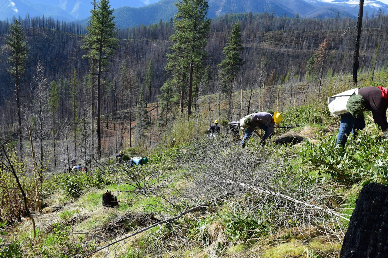 2021 in Review: 7.3 Million Trees Planted on 21,000 Acres of Public ...