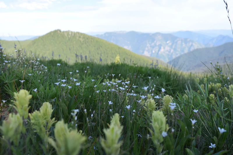 Wildflowers.