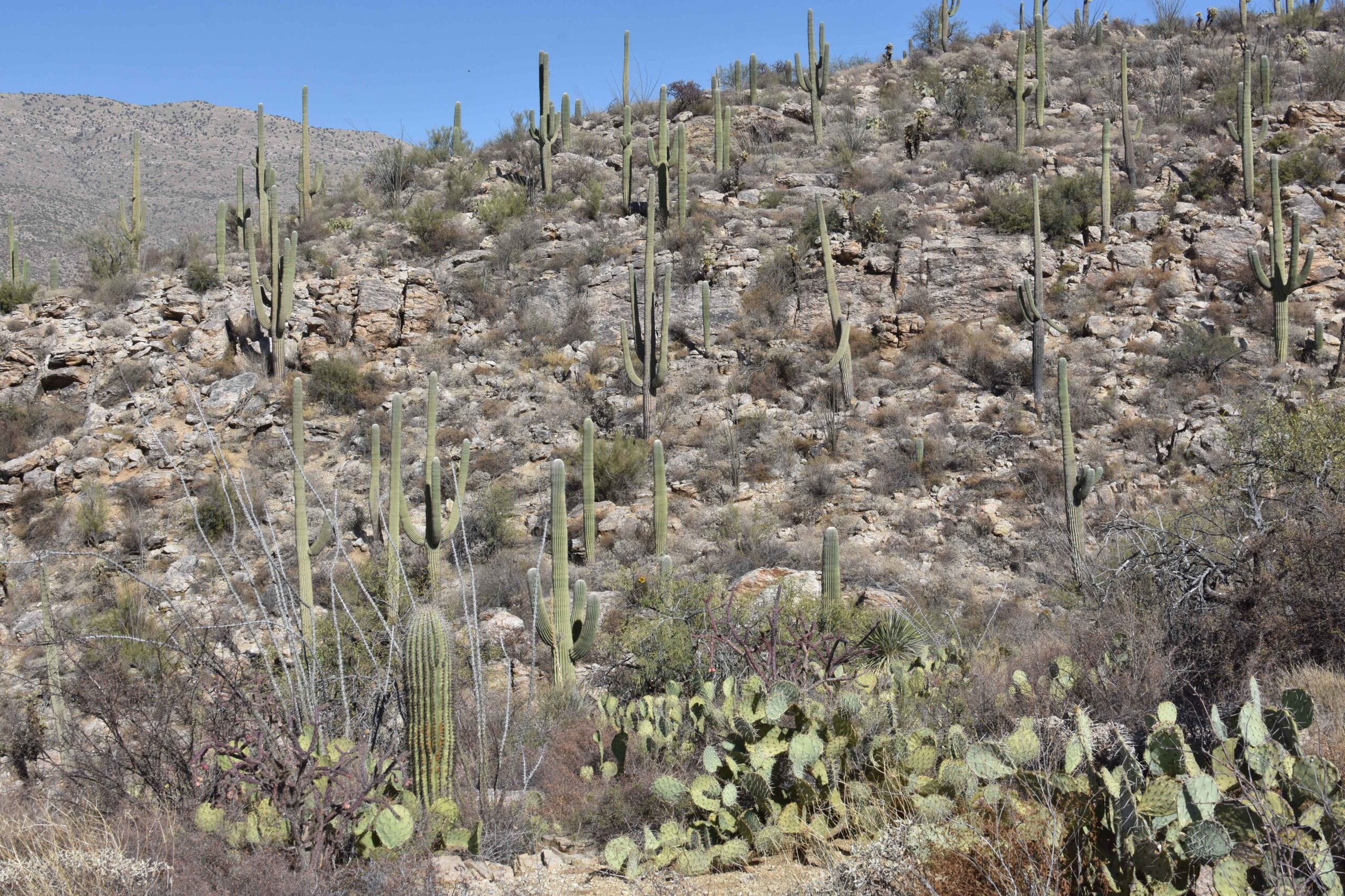 How a Walk in the Desert Expanded My Mind about “Forests