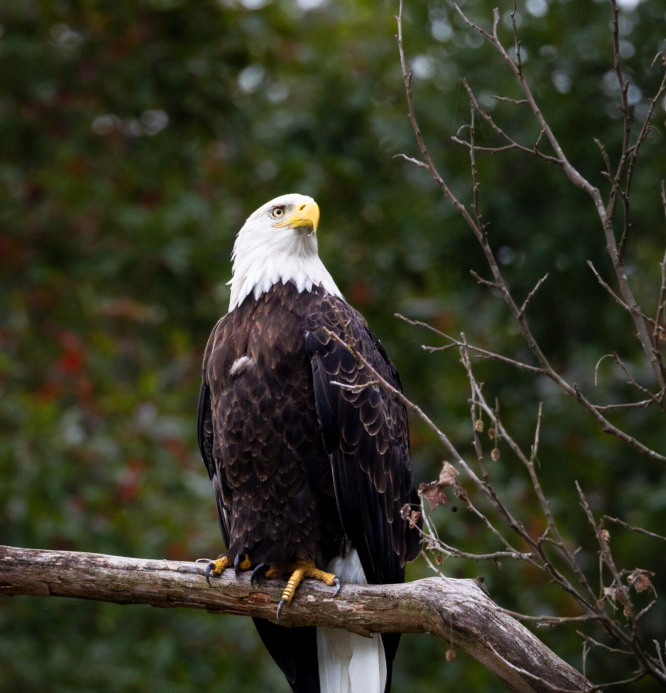 Bald eagle.