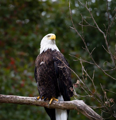 Bald eagle.