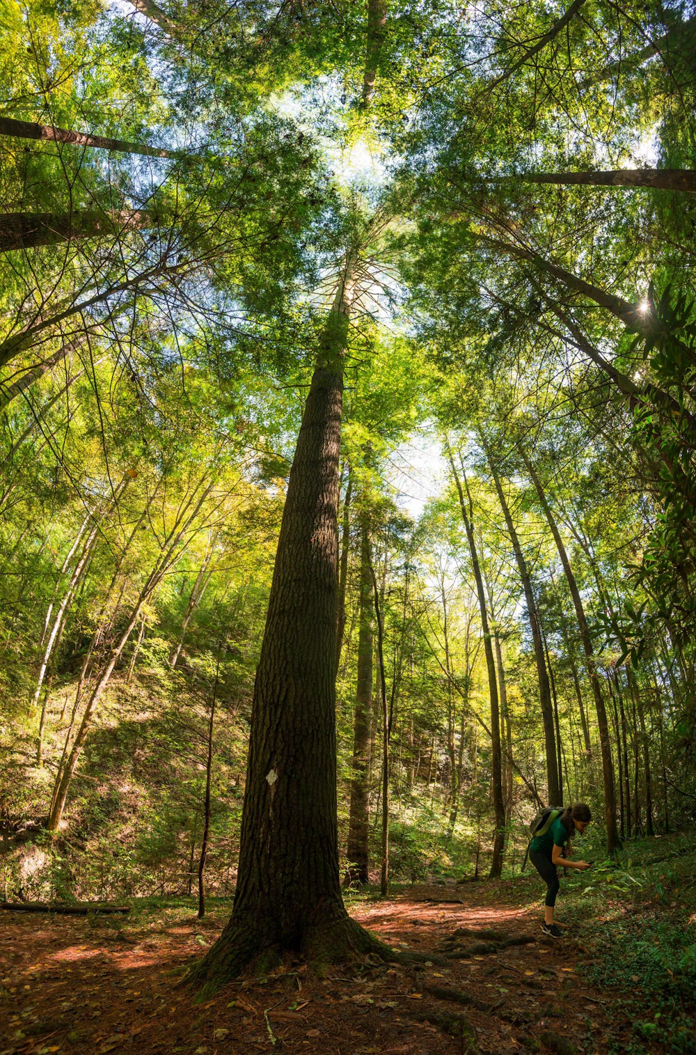 Daniel Boone Nf Red River Gorge Colin Toth 406