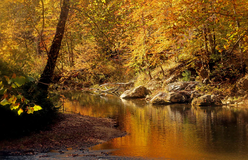 Fall trees reflected on the river.