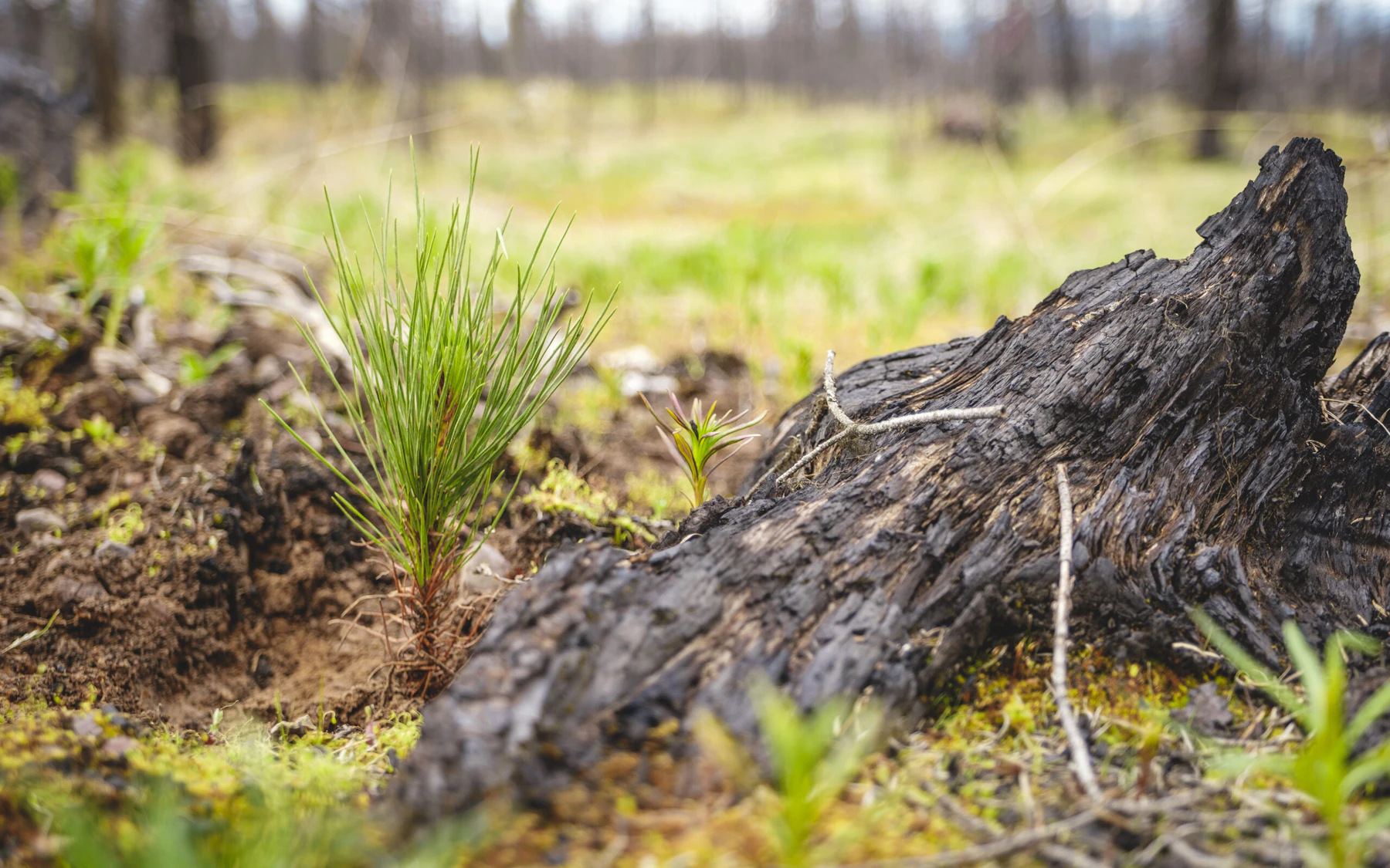 Seedling.