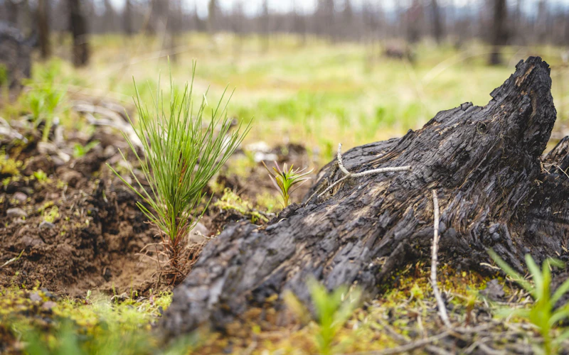Seedling.