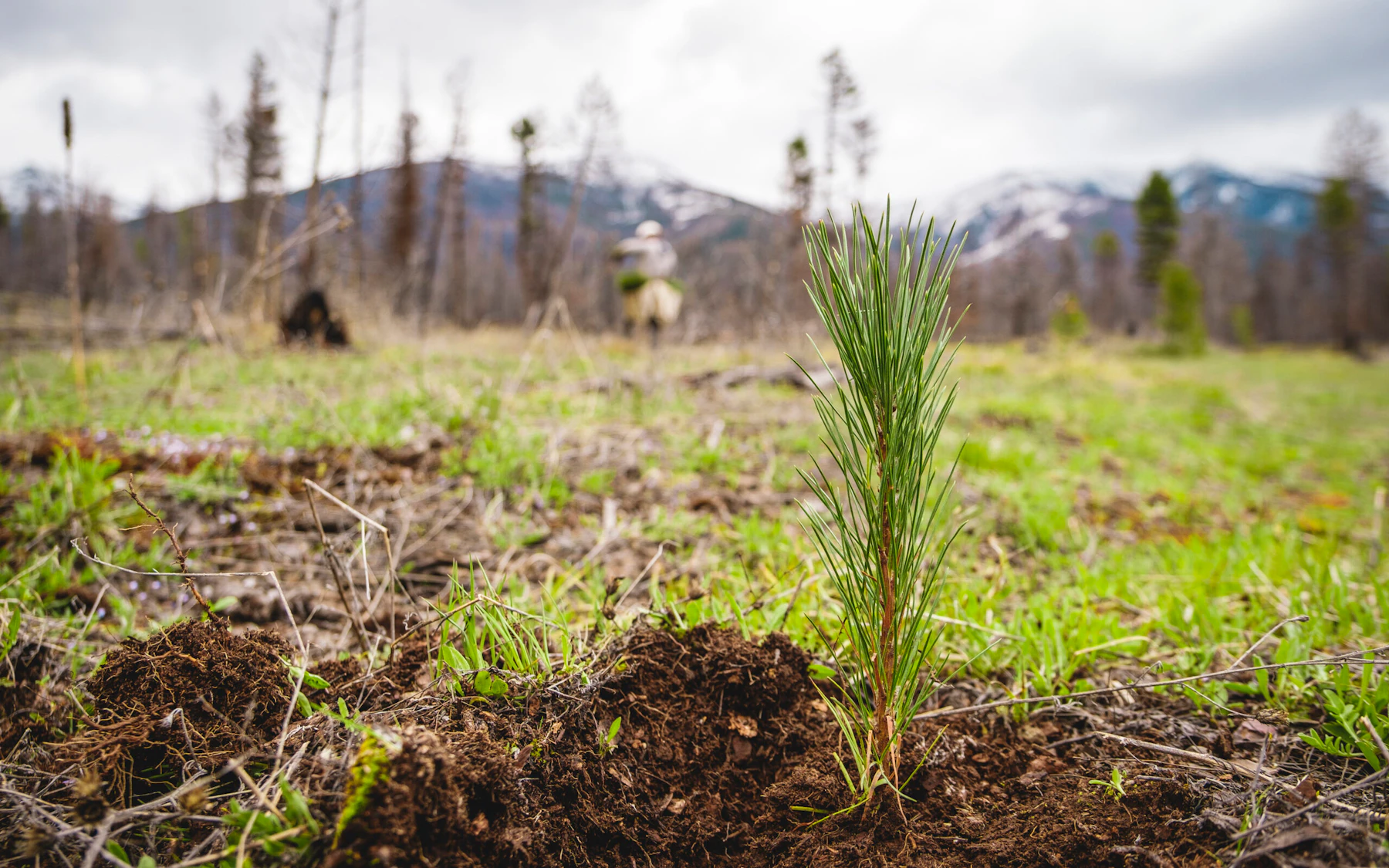 How to Help Plant Trees in Your Backyard and in National Forests  National  Forest Foundation