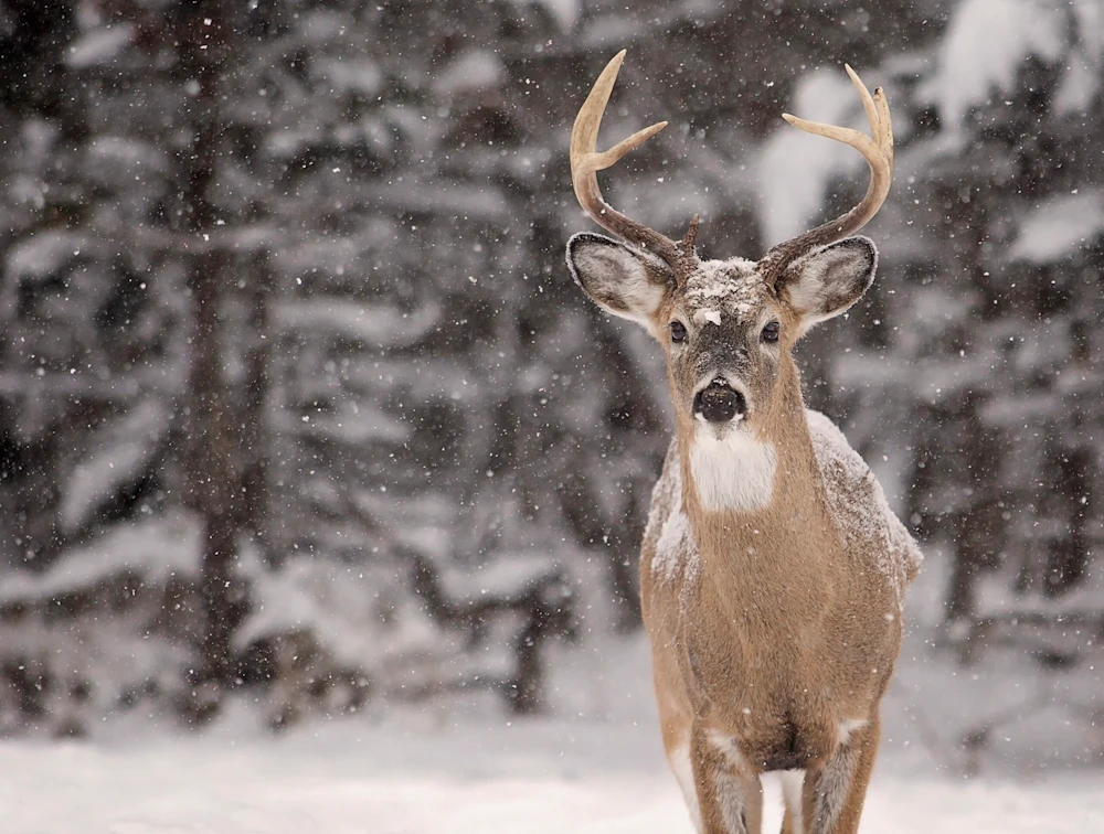Deer istock