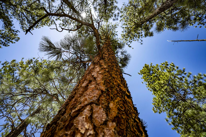 Pine trees.