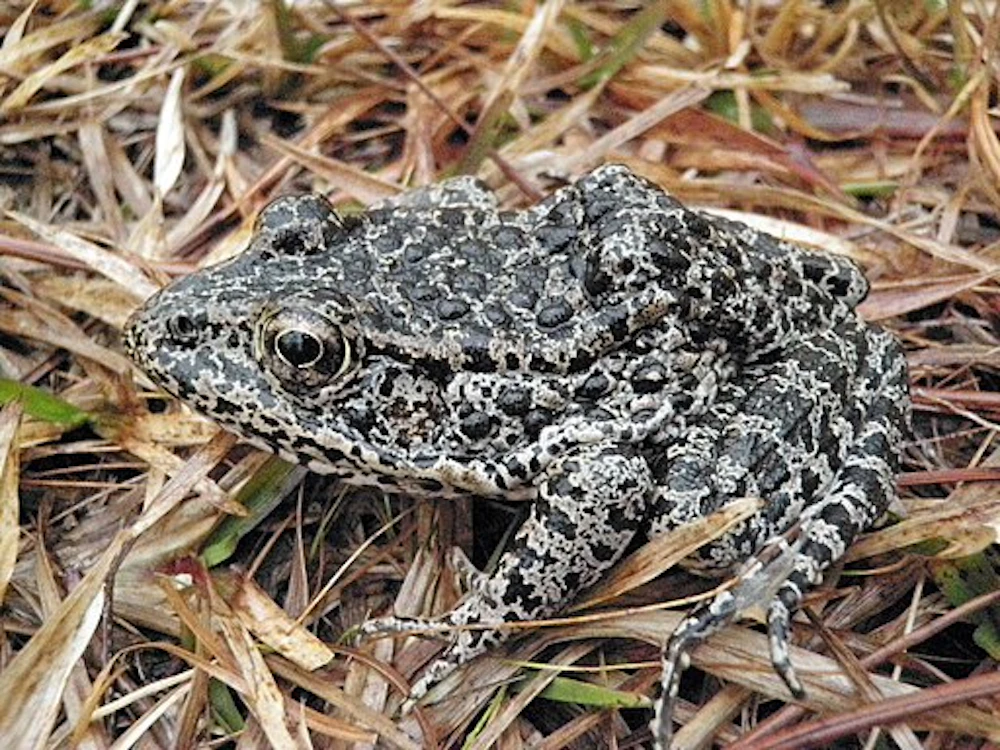 Dusky Gopher Frog Photo By John Tupy Western Carolina University