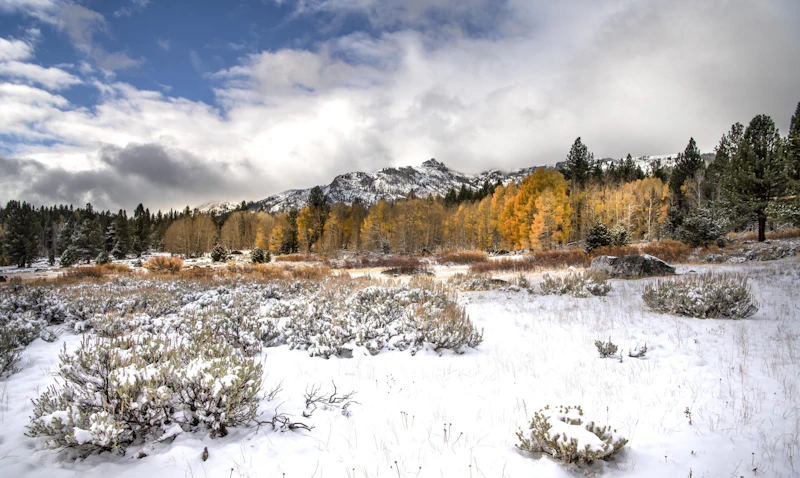 Snow covered atumn forest.