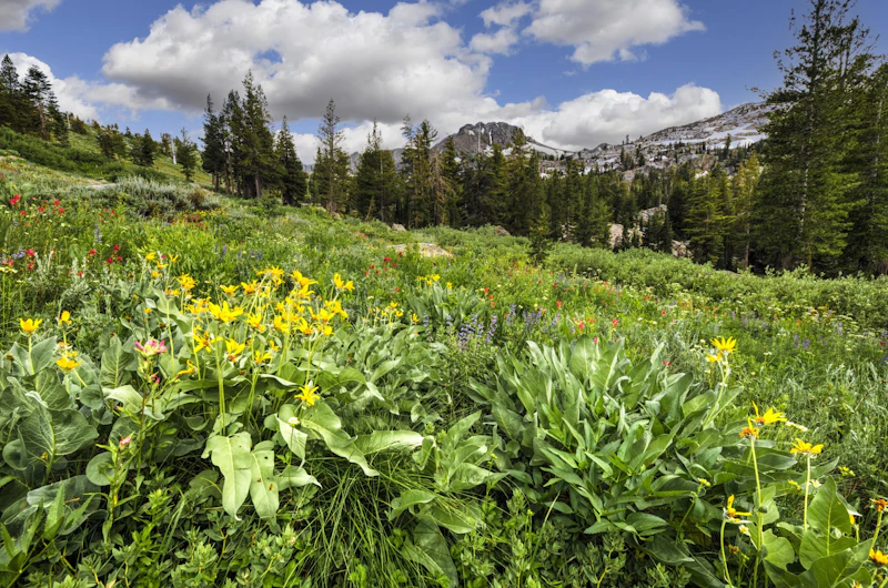 Wildflowers.