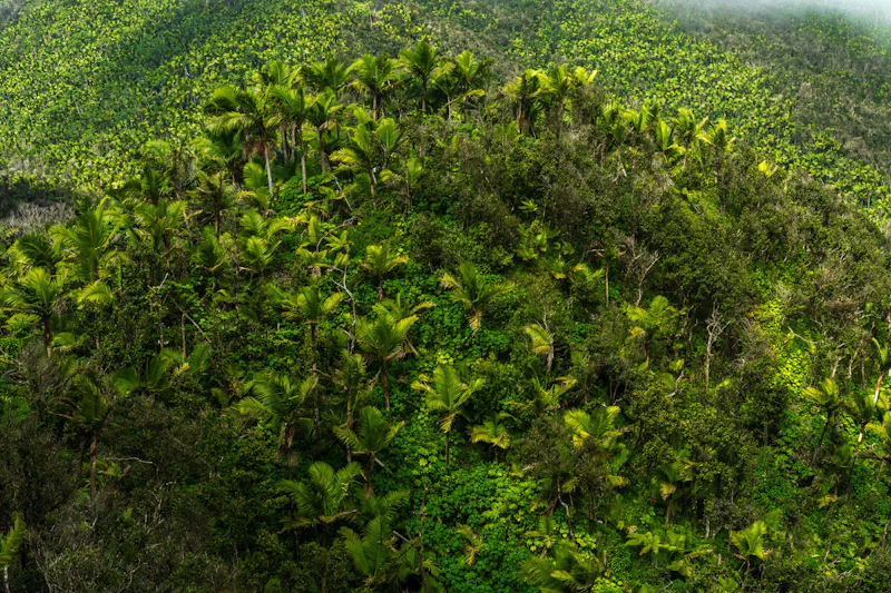 Palm forest from above.