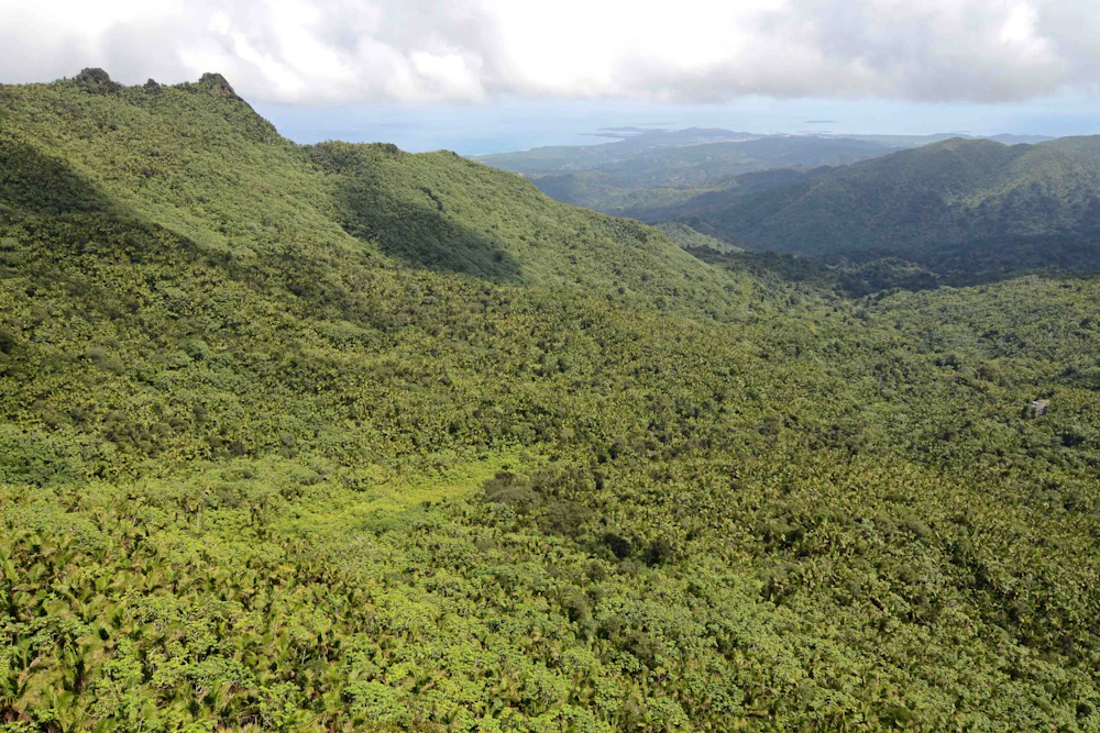 El-Yunque-NF Geoff-Gallice