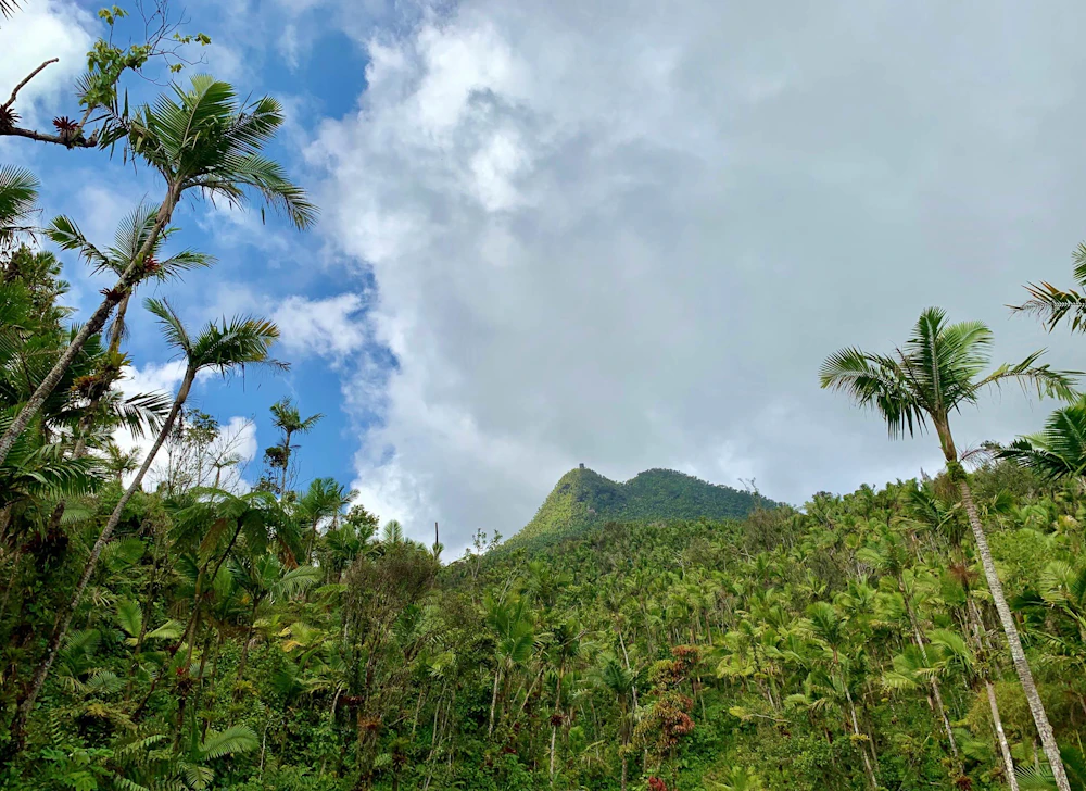 jungle