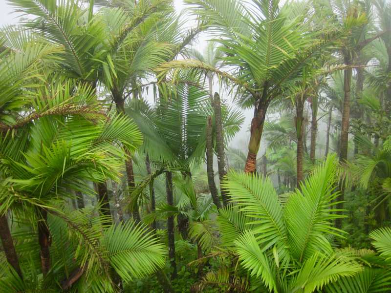 Palms.
