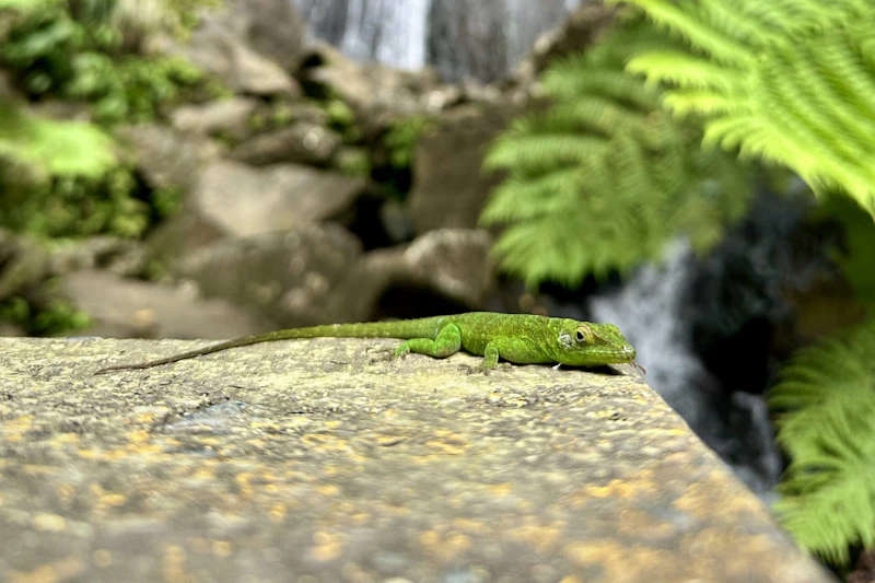 Lizard rests in top of a waterfall.