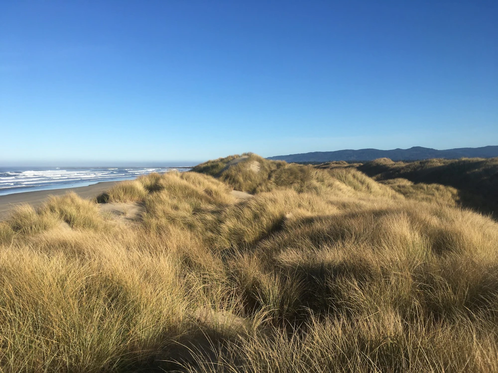European Beach Grass