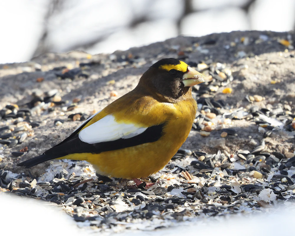Evening Grosbeak flickr Attribution Required Credit Tom Murray