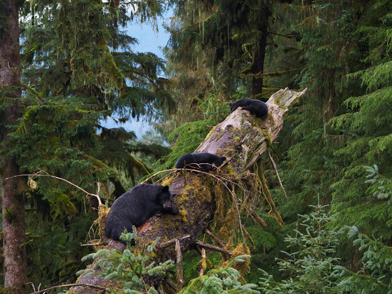 Momma black bear with two cubs asleep above her on a downed log.