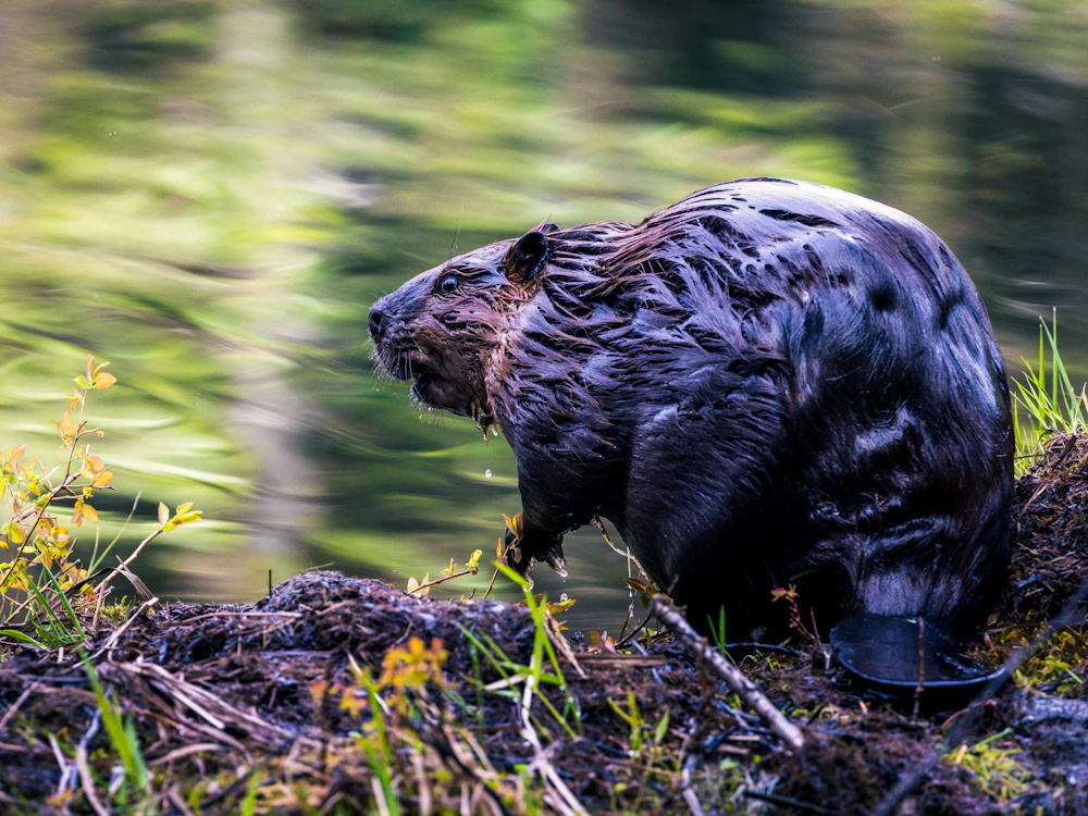 beaver along the water