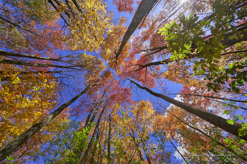 Forest canopy in fall.