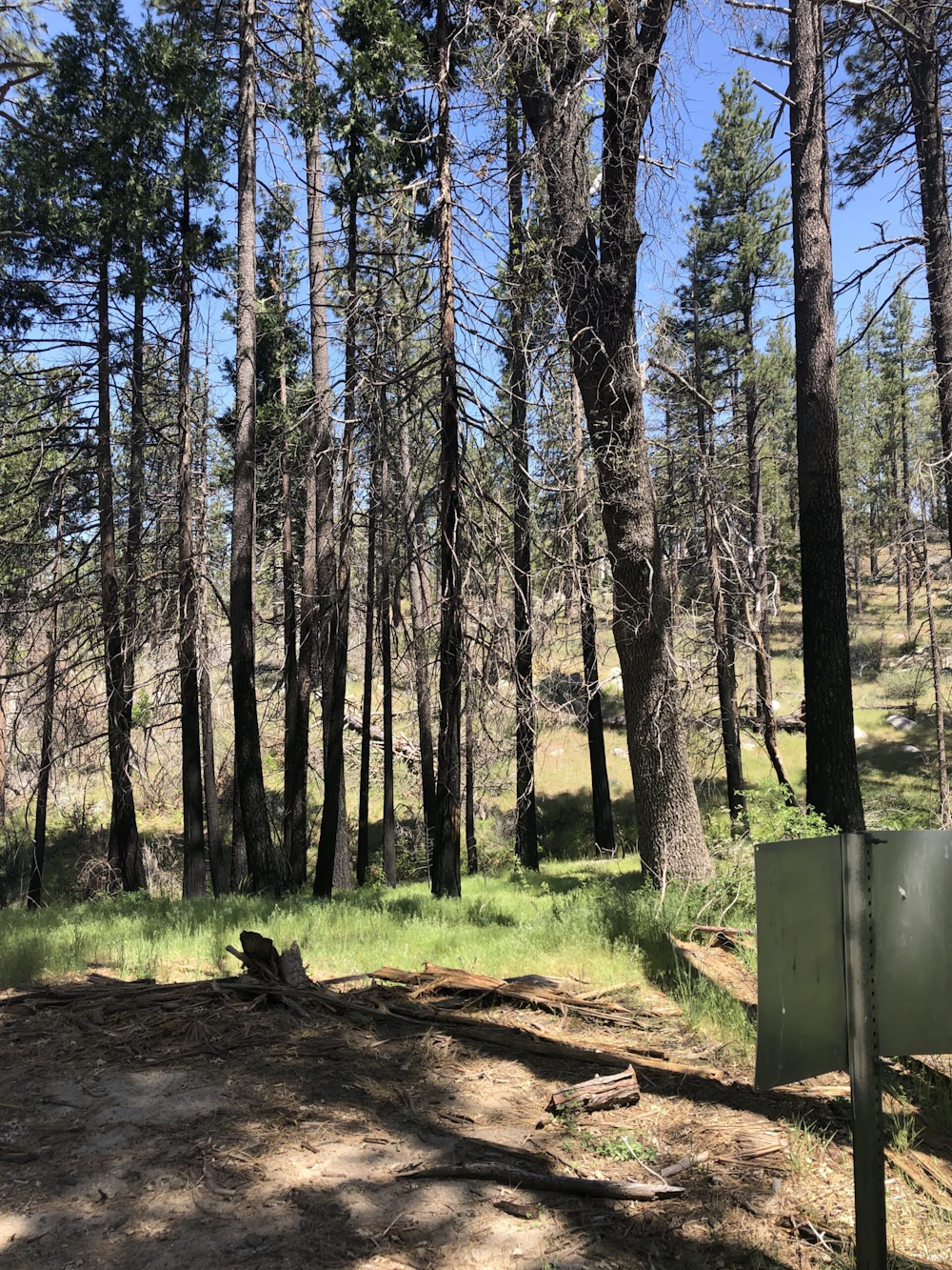 Fire Damaged Trees