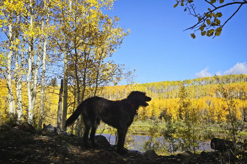 Dog stands silhouetted against golden aspens.