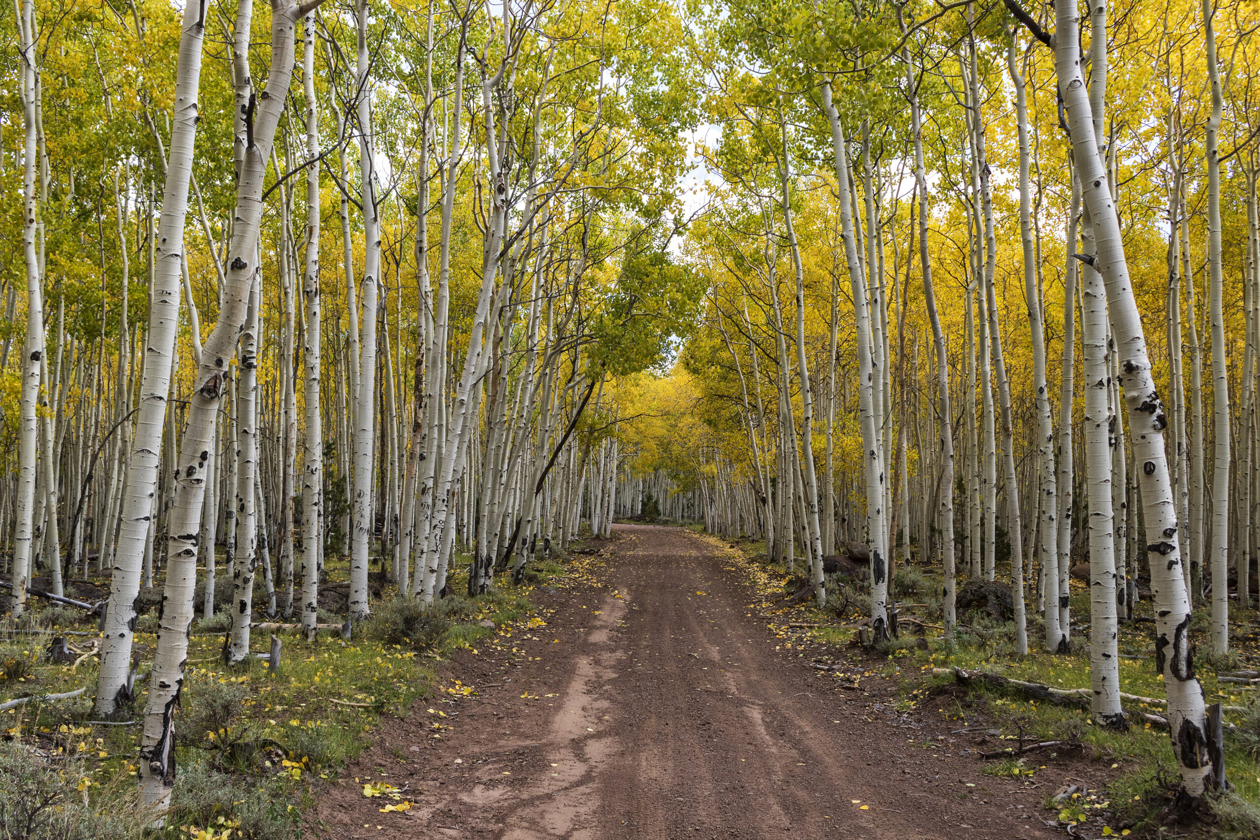 Golden aspen.